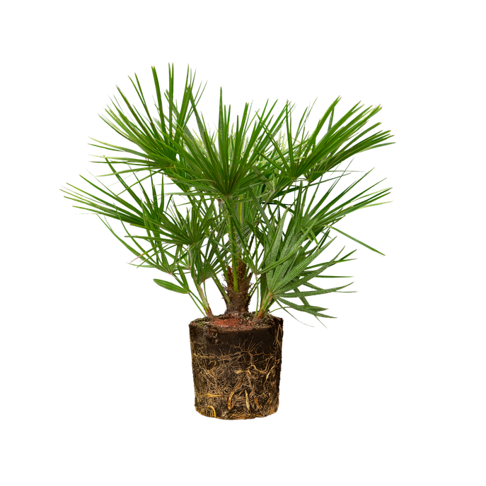 Chamaedorea elegans